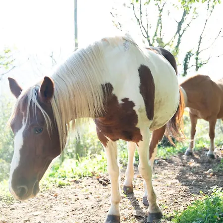 Spigolo Farm stay