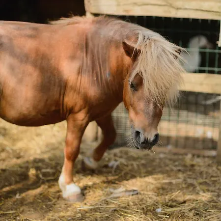 Farm stay Spigolo *