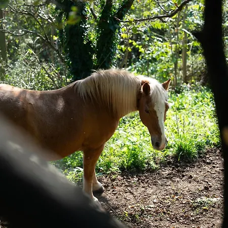 Фермерский дом Agriturismo Spigolo Avesa