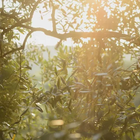 Agriturismo Spigolo Фермерский дом Avesa